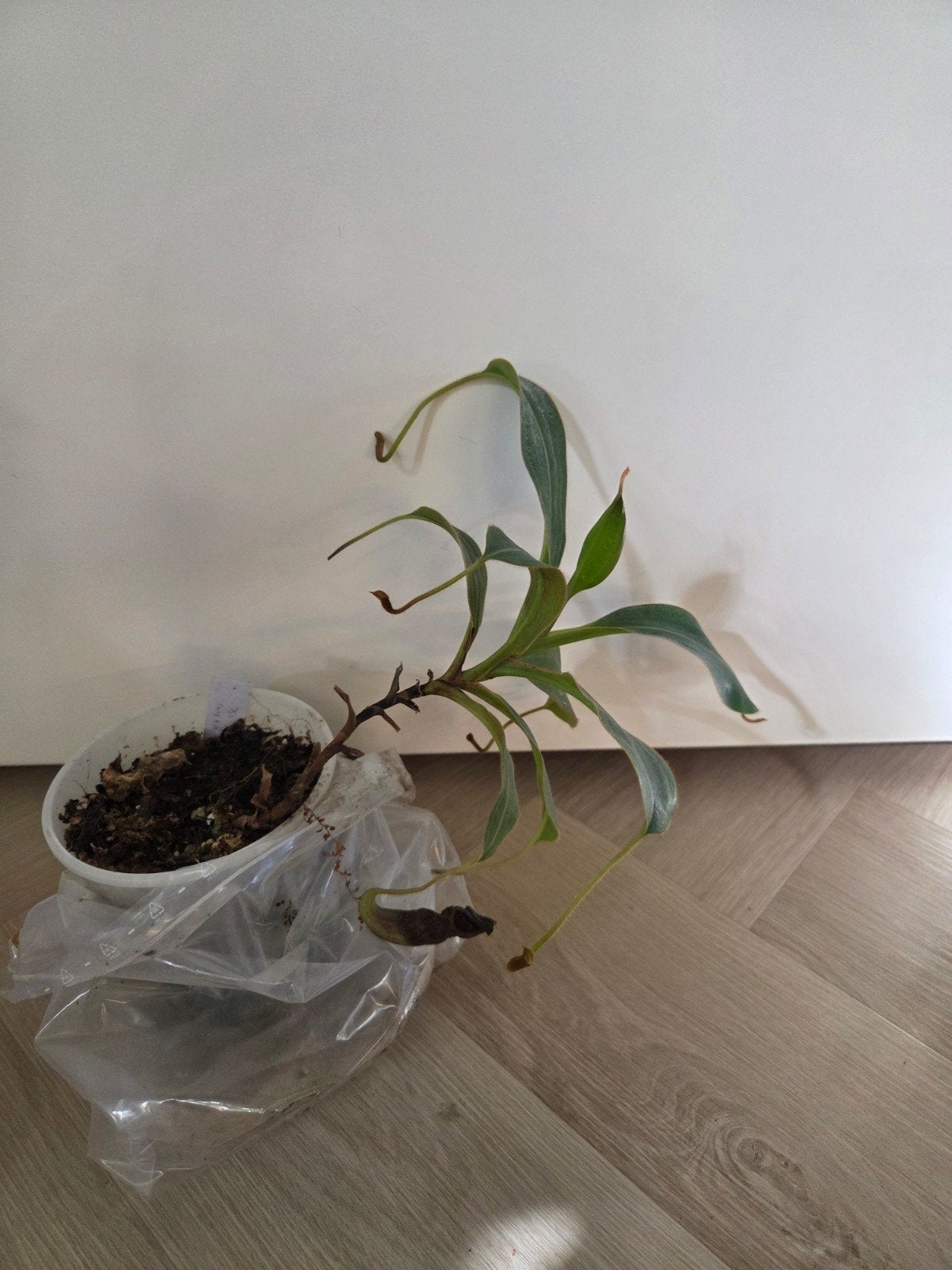 Nepenthes glandulifera x trusmadiensis, Ophalen, Halfschaduw, Minder dan 100 cm