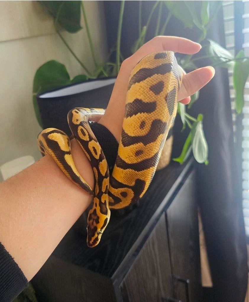 Python Regius Pastel Enchi Leopard Ball Python - male for sale from Jenny