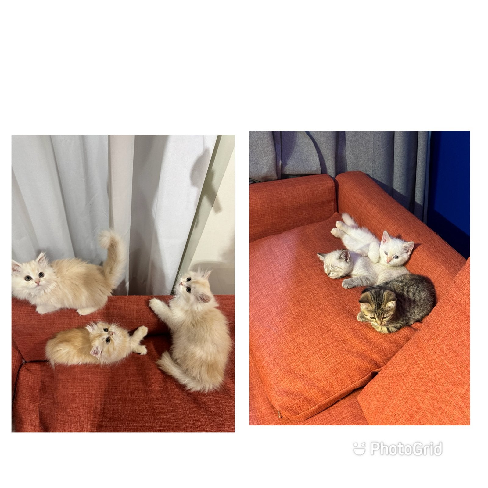 Zeven kittens uit twee nestjes, Dieren en Toebehoren, Meerdere dieren, Gechipt