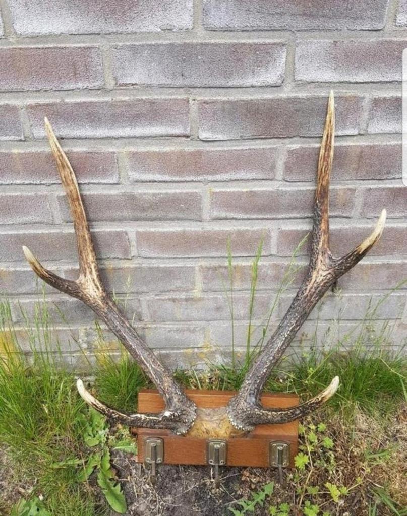 Prachtig uniek Rusa Sambar hert ( Aziatisch ) kapstok ! Haak, Verzamelen, Dierenverzamelingen, Ophalen of Verzenden, Zo goed als nieuw
