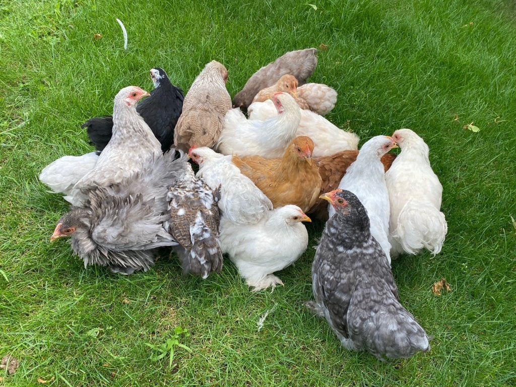 cochin kriel hennen, Dieren en Toebehoren, Pluimvee, Vrouwelijk, Kip