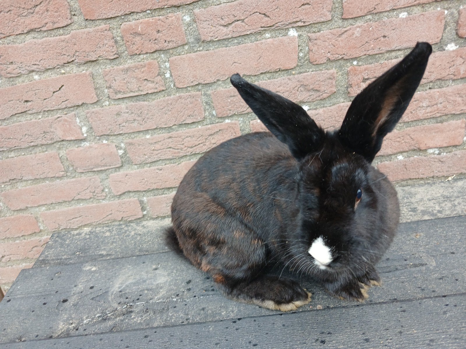 konijn, Dieren en Toebehoren, Vrouwelijk, Middelgroot, 3 tot 5 jaar