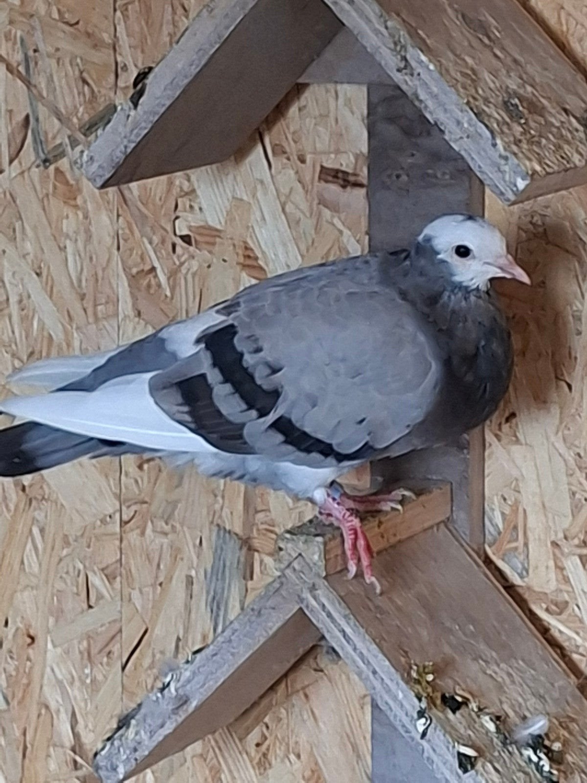2 sierduifjes, Dieren en Toebehoren, Vogels | Duiven, Meerdere dieren, Overige soorten