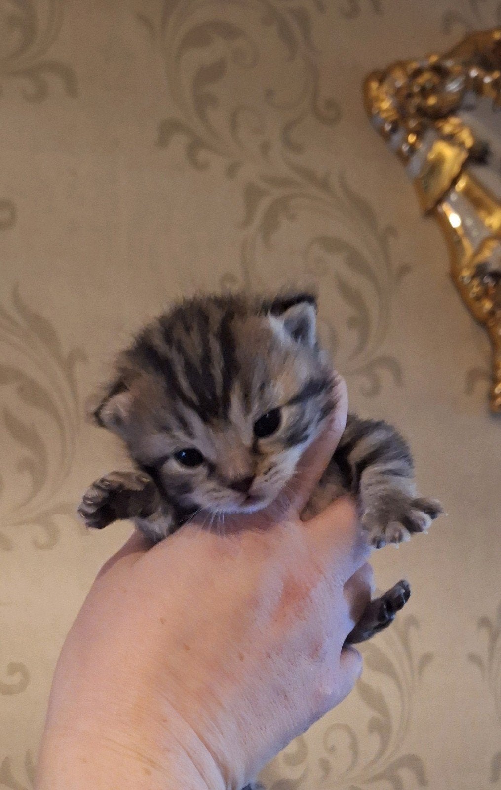 2 ragdoll x kittens zoeken goed huisje, Meerdere dieren, Ontwormd, 0 tot 2 jaar