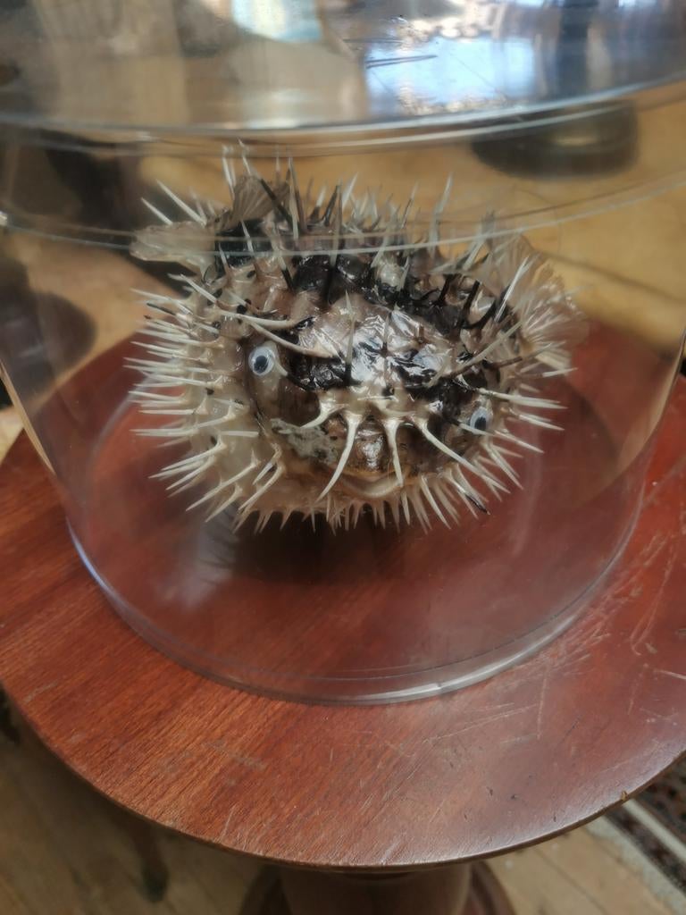 Opgezette kogelvis in doos, Verzamelen, Dierenverzamelingen, Ophalen of Verzenden, Zo goed als nieuw, Overige soorten, Opgezet dier