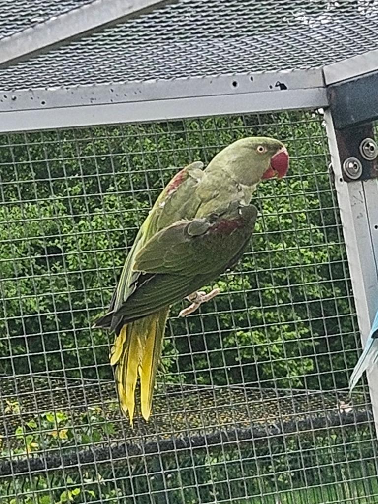 Grote alexanderparkiet reccecief grijsgroen, Dieren en Toebehoren, Mannelijk, Papegaai, Geringd