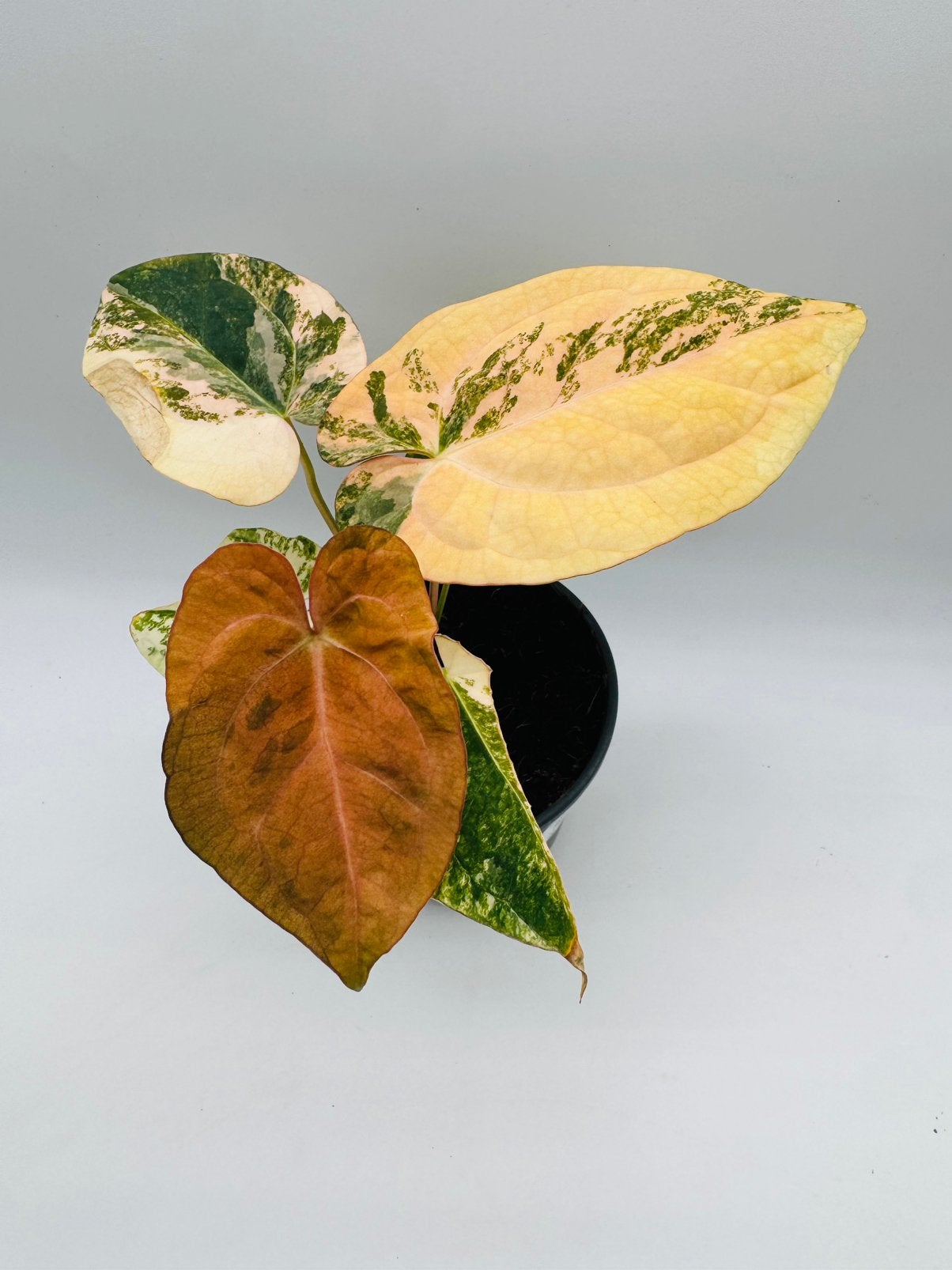 Anthurium (Papillilaminum Variegata x Magni) x Night Dragon, Ophalen of Verzenden, Halfschaduw, Minder dan 100 cm