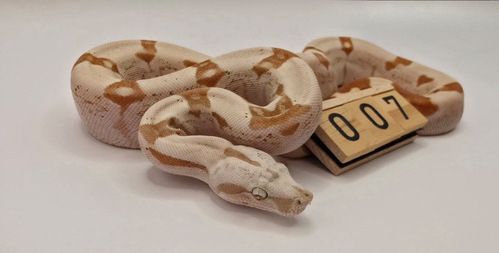 VPI Sunglow 66% leopard boa imperator, Slang, 0 tot 2 jaar