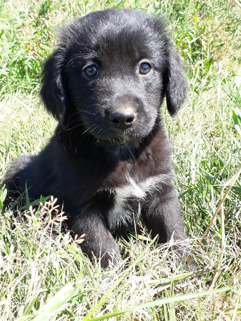 Leuke Goldendoodle X Friese Stabij pups!, Parvo, 8 tot 15 weken, Meerdere, Meerdere dieren