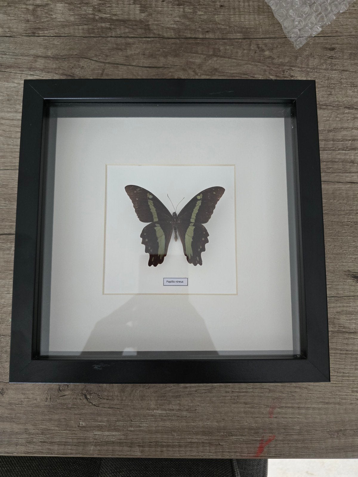 Opgezette vlinder, Ophalen of Verzenden, Gebruikt, Insect, Opgezet dier