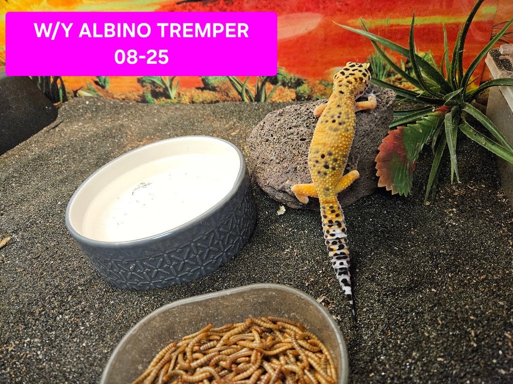 Eublepharis macularius Luipaardgekko Leopard Gecko photo 11