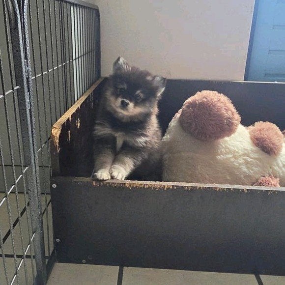 Te koop: Zeer lieve Pomsky-puppy's 🐾, Overige rassen, 8 tot 15 weken, Meerdere, Meerdere dieren