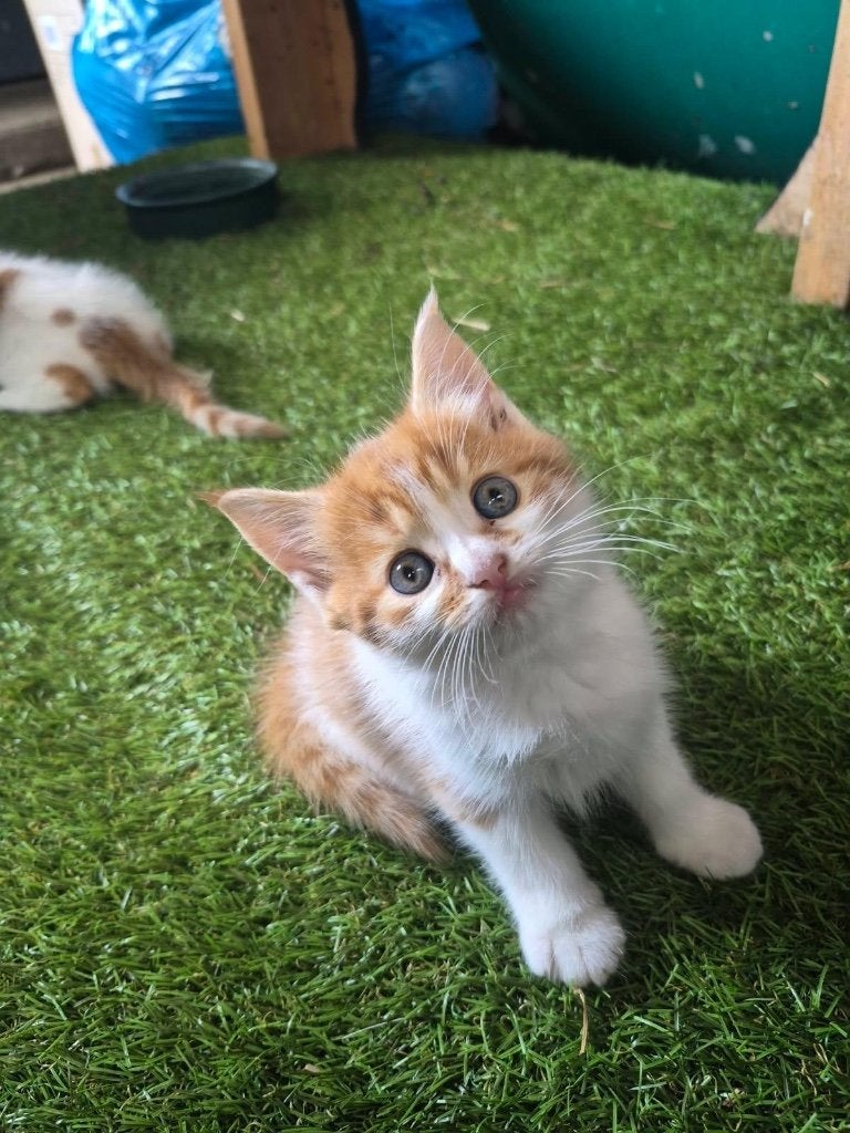 Boerderij kittens, Dieren en Toebehoren, Meerdere dieren, 0 tot 2 jaar
