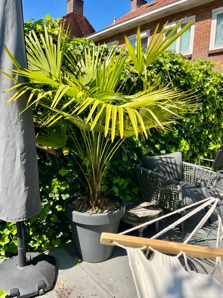 Winterharde Chinese waaierpalm 2.10m, Tuin en Terras, Planten | Bomen, Overige soorten, 100 tot 250 cm, Zomer, Ophalen