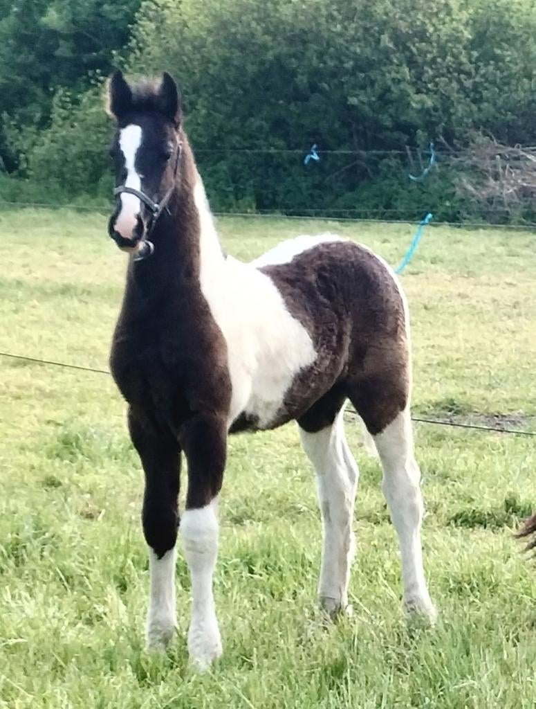 Barock Pinto hengst veulen, Imperium bp97 x Tsjalle 454, Minder dan 160 cm, Met stamboom, Niet van toepassing, 0 tot 2 jaar