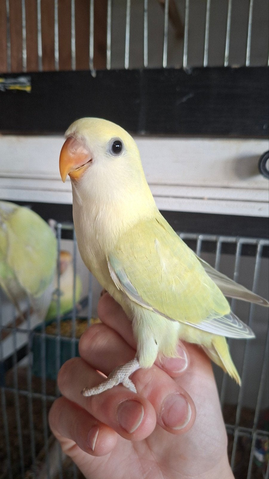Roseicolli agapornis jong, Dieren en Toebehoren, Geslacht onbekend, Dwergpapegaai of Agapornis, Tam