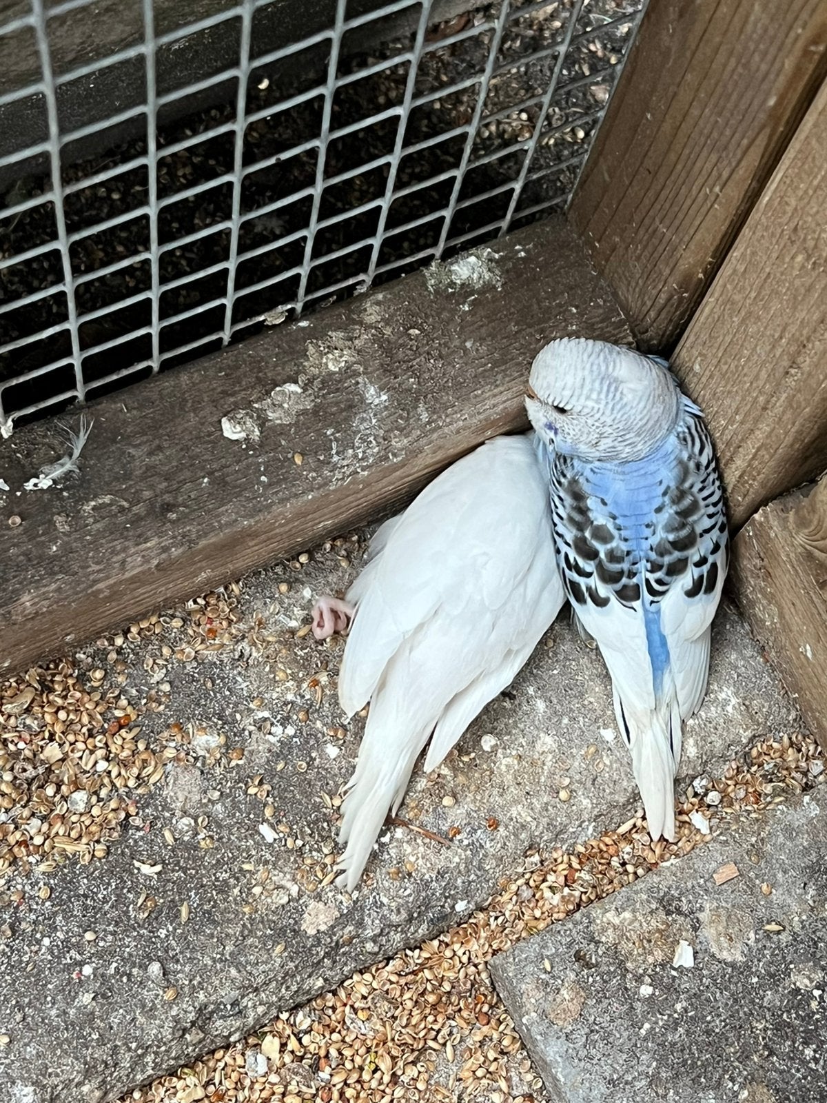 Grasparkieten jonge, Meerdere dieren, Parkiet