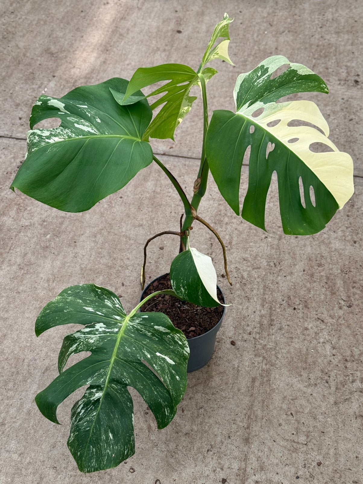 Monstera Albo Variegata, Ophalen of Verzenden, Halfschaduw, Minder dan 100 cm