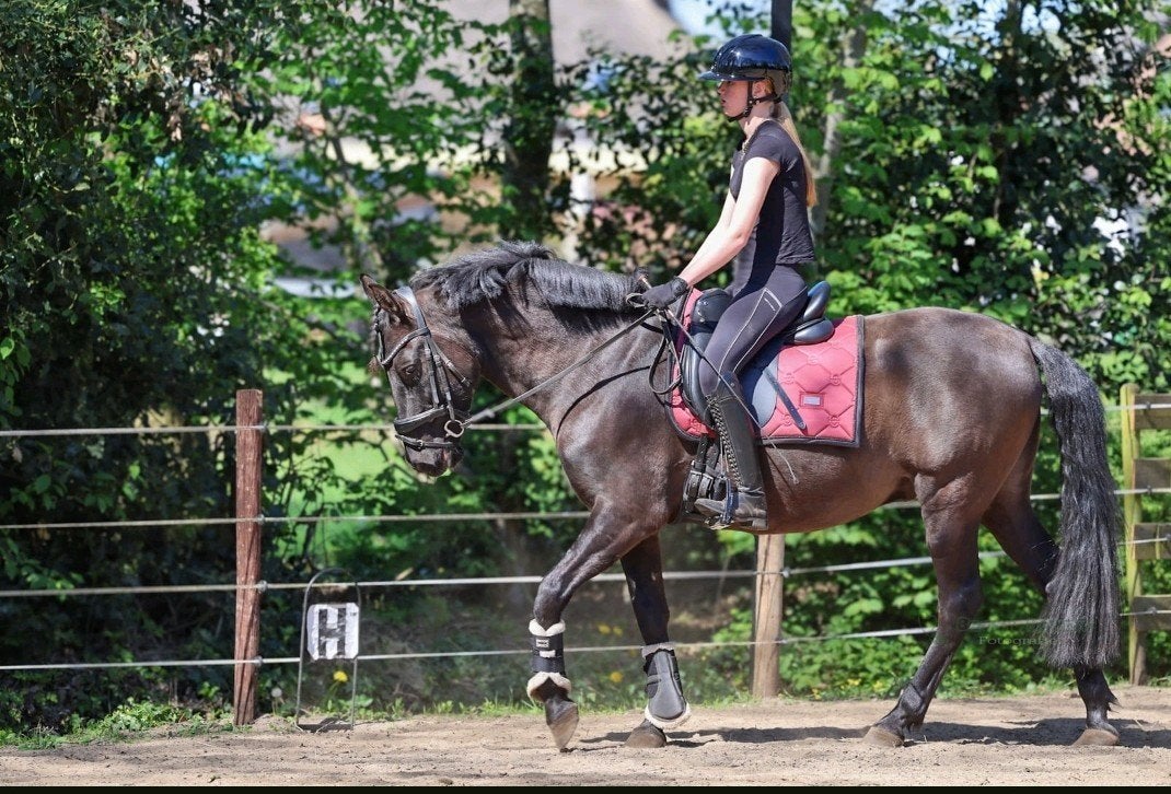 Knappe 9 jarige ruin., Dieren en Toebehoren, Paarden, Ruin, Minder dan 160 cm, Dressuurpaard, 7 tot 10 jaar