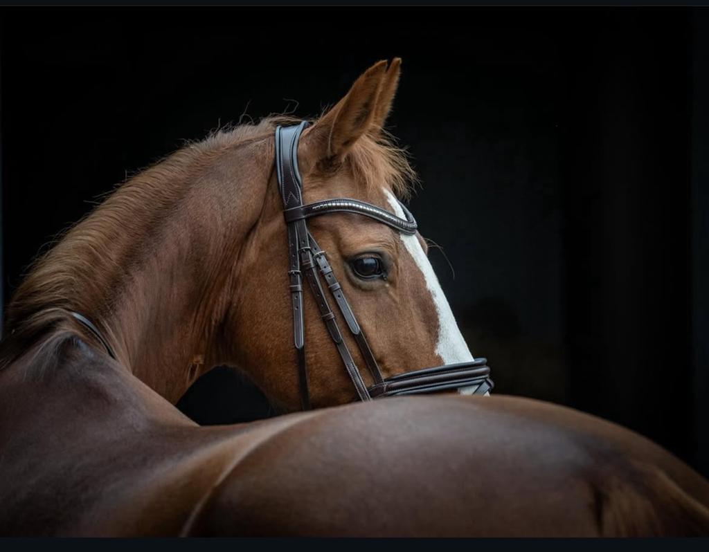 13 jarige KWPN- tuigmerrie te koop €3.750,-, Dieren en Toebehoren, Paarden, Merrie, Met stamboom, Niet van toepassing, 160 tot 165 cm
