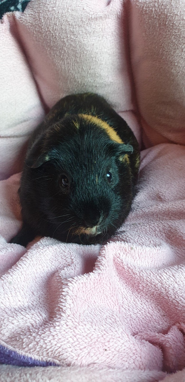 skinny drager gladhaar cavia beer, Maart, Mannelijk, Cavia