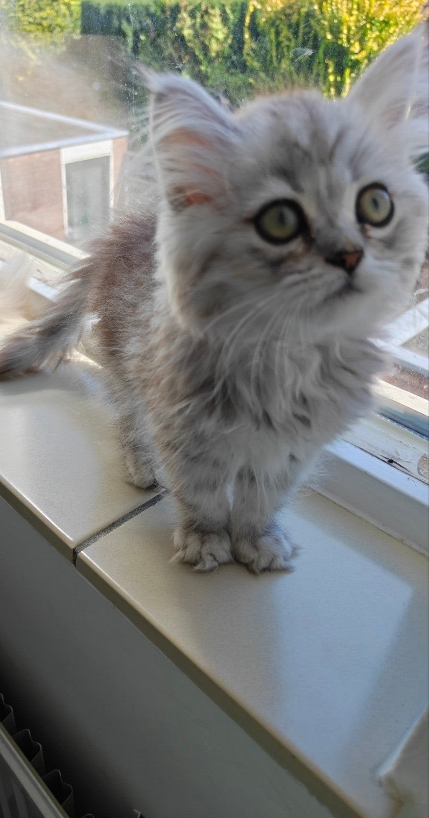 Nog 2 Prachtige Brits langhaar kittens !!!, Dieren en Toebehoren, Meerdere dieren, Ontwormd, 0 tot 2 jaar