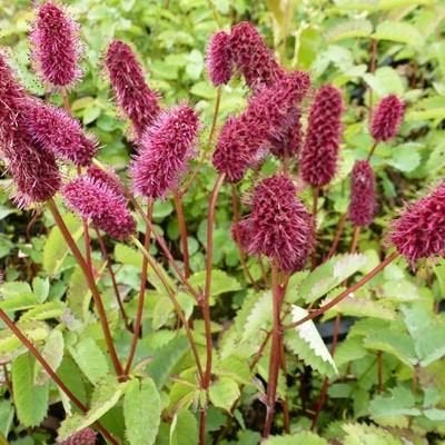 Zaden Sanguisorba menziesii, Tuin en Terras, Verzenden, Volle zon