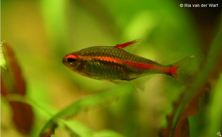 vuurneon, Dieren en Toebehoren, Vis, Zoetwatervis, Schoolvis