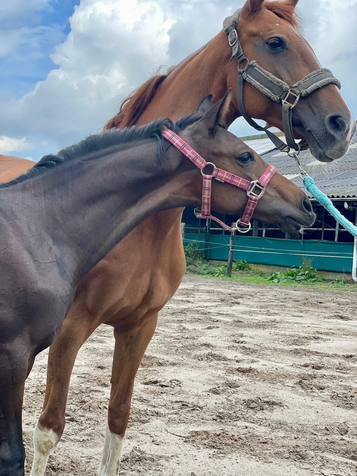 Luxe KWPN hengstveulen en TOPbrave 4 jarige KWPN merrie, Dieren en Toebehoren, Met stamboom, Dressuurpaard, 3 tot 6 jaar, 160 tot 165 cm