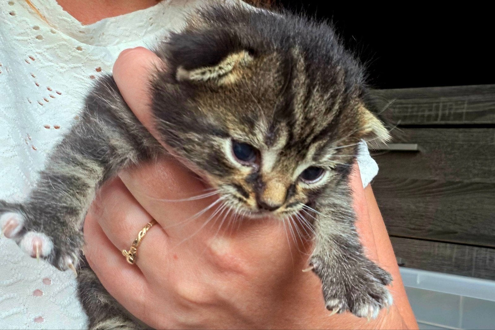 Kittens te koop, Dieren en Toebehoren, Katten en Kittens | Overige Katten, Meerdere dieren