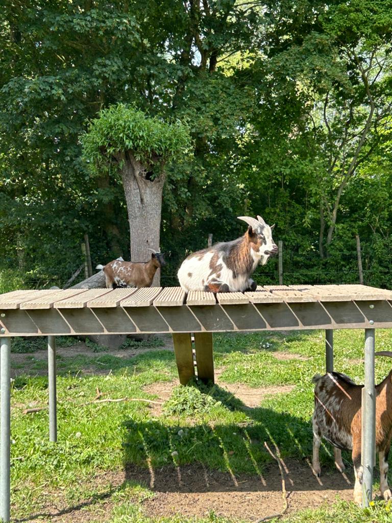 Gratis af te halen geiten bok, Dieren en Toebehoren, Schapen, Geiten en Varkens, Geit, Mannelijk