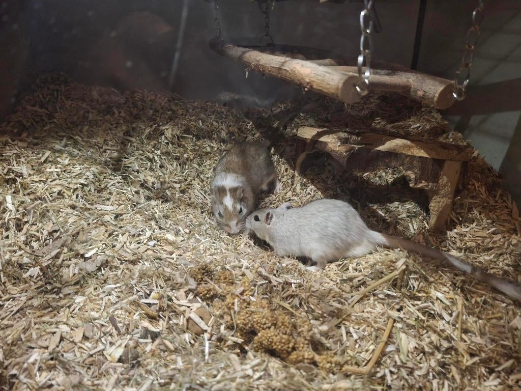 Gerbils, Dieren en Toebehoren, November, Meerdere dieren, Overige typen, Tam