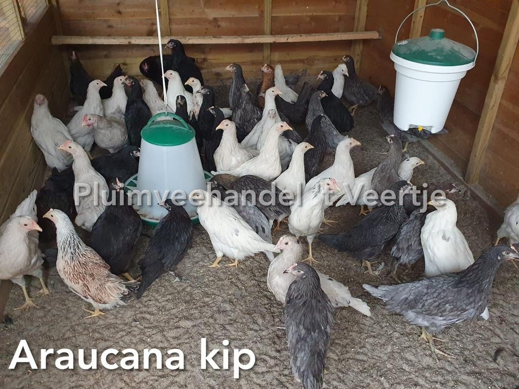 Jonge legkippen leghennen kippen red island sussex koekoek, Vrouwelijk, Kip