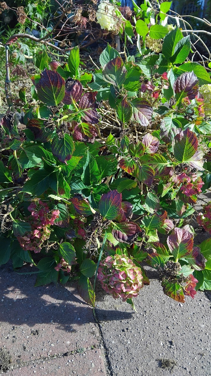 hortensia gratis, Ophalen, Hortensia, Struik