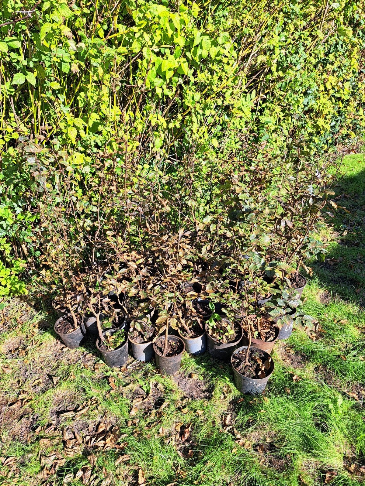 40 Rode Beukenhaag plantjes (50 cm) met pot, Ophalen, Zomer, Vaste plant, Overige soorten