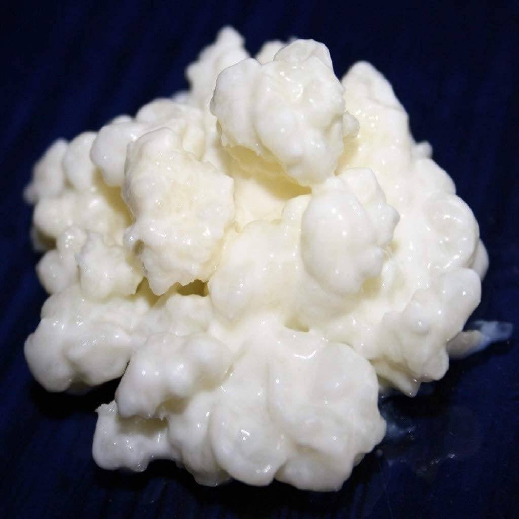 Melkkefir cultuur, Ophalen
