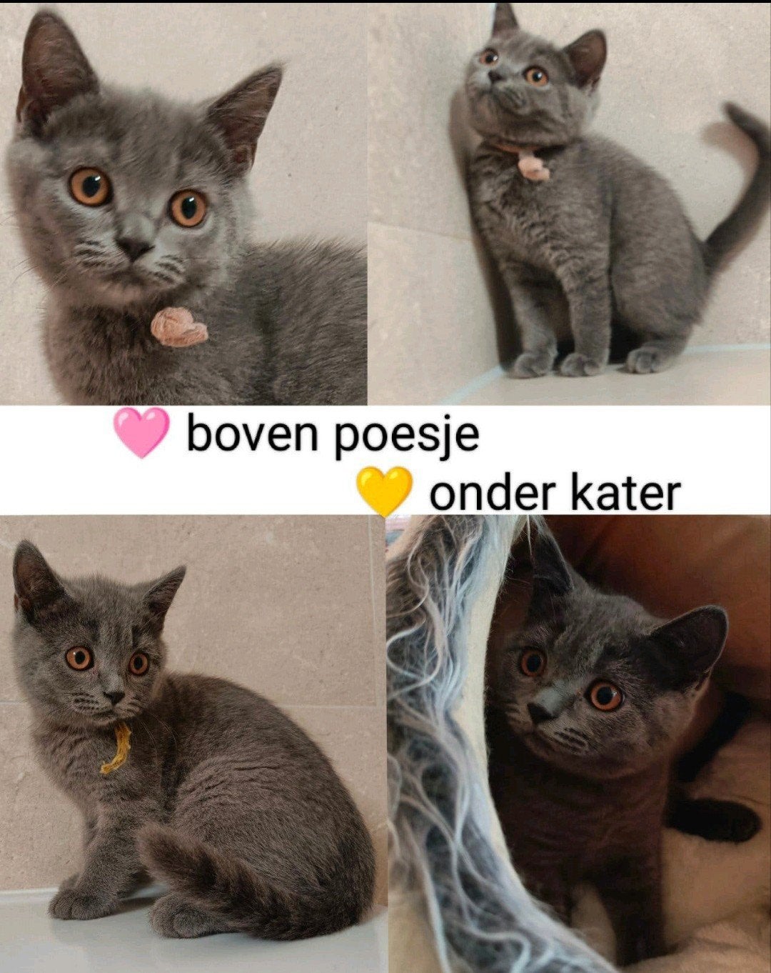 Leuke Britse korthaar kittens, 2x vaccinatie en DA check, Dieren en Toebehoren, Katten en Kittens | Raskatten | Korthaar, Meerdere dieren
