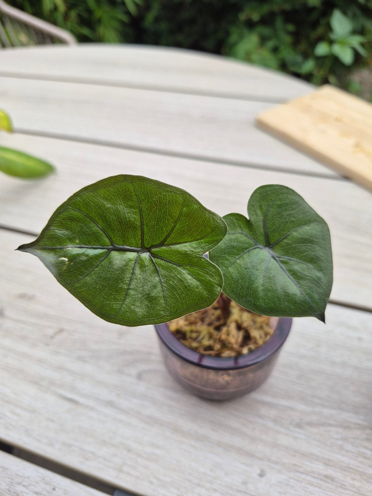 Alocasia Yucatan Princess stekje, Overige soorten, In pot, Minder dan 100 cm, Groene kamerplant