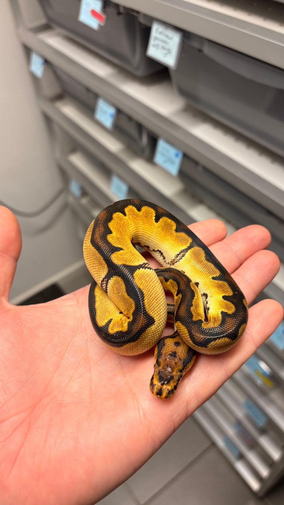 Super orange dream clown ball python Ball Python photo 2