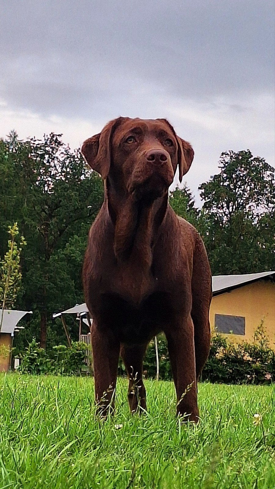 Labrador 7 maanden jong, Dieren en Toebehoren, 15 weken tot 1 jaar, Teef, Labrador retriever, Eén hond