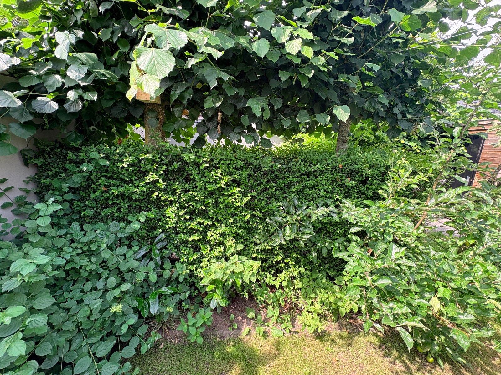 5m Ligusterhaag gratis af te halen (snel!), Ophalen