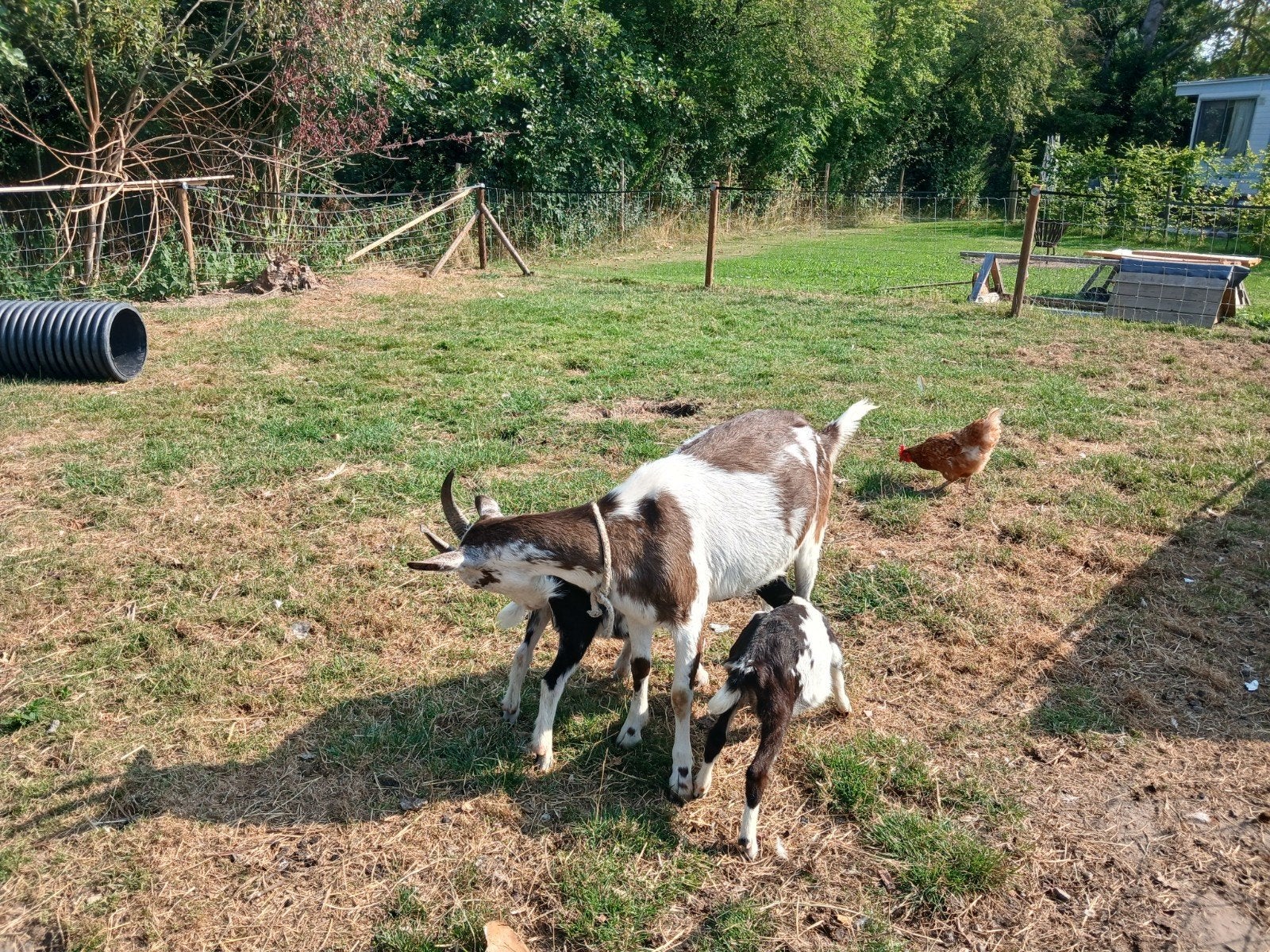Geit (moeder, zoon bokje en dochter geitje), Dieren en Toebehoren, Schapen, Geiten en Varkens, Meerdere dieren, Geit