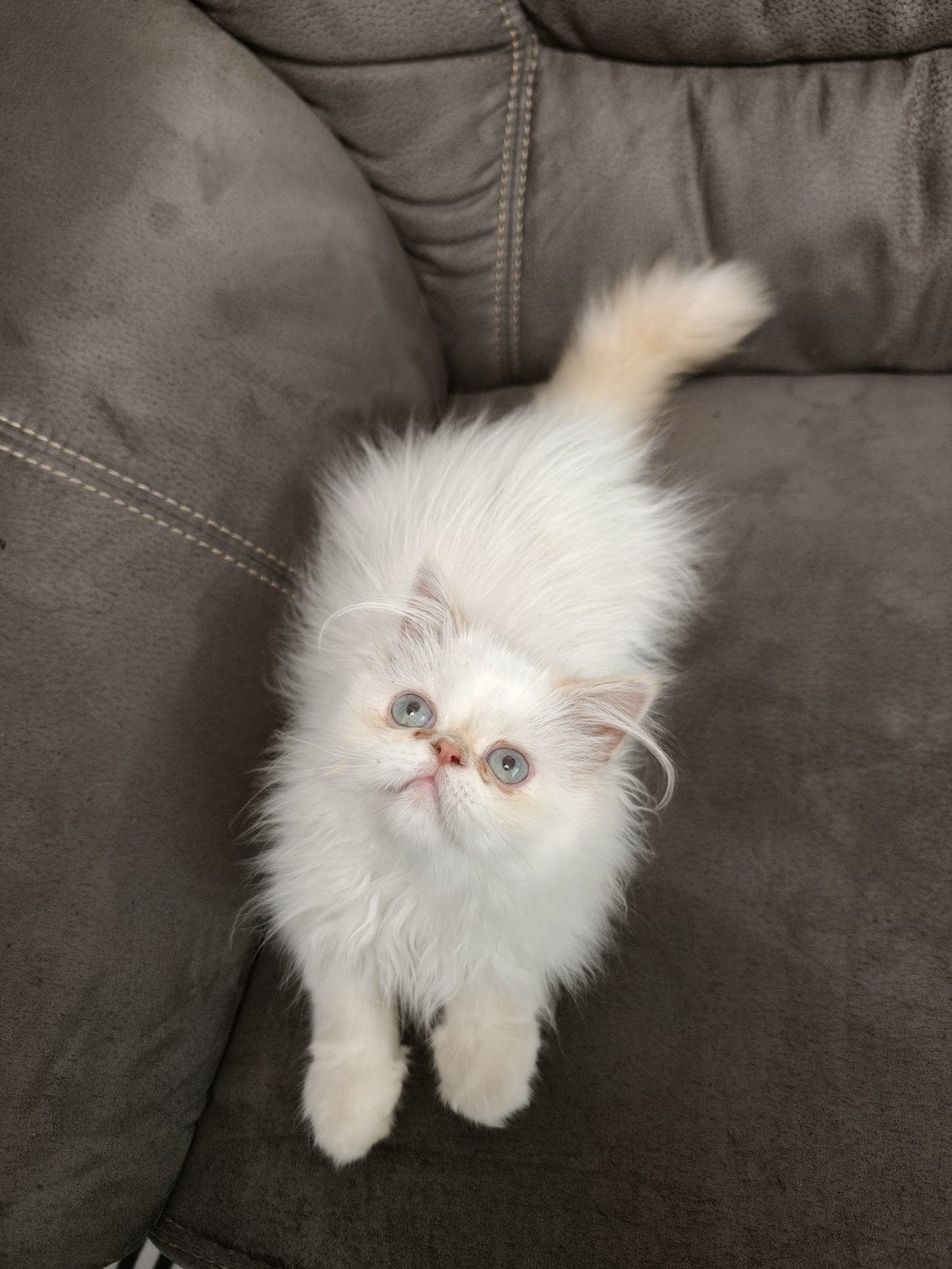 Perzische kitten, Meerdere dieren, Ontwormd