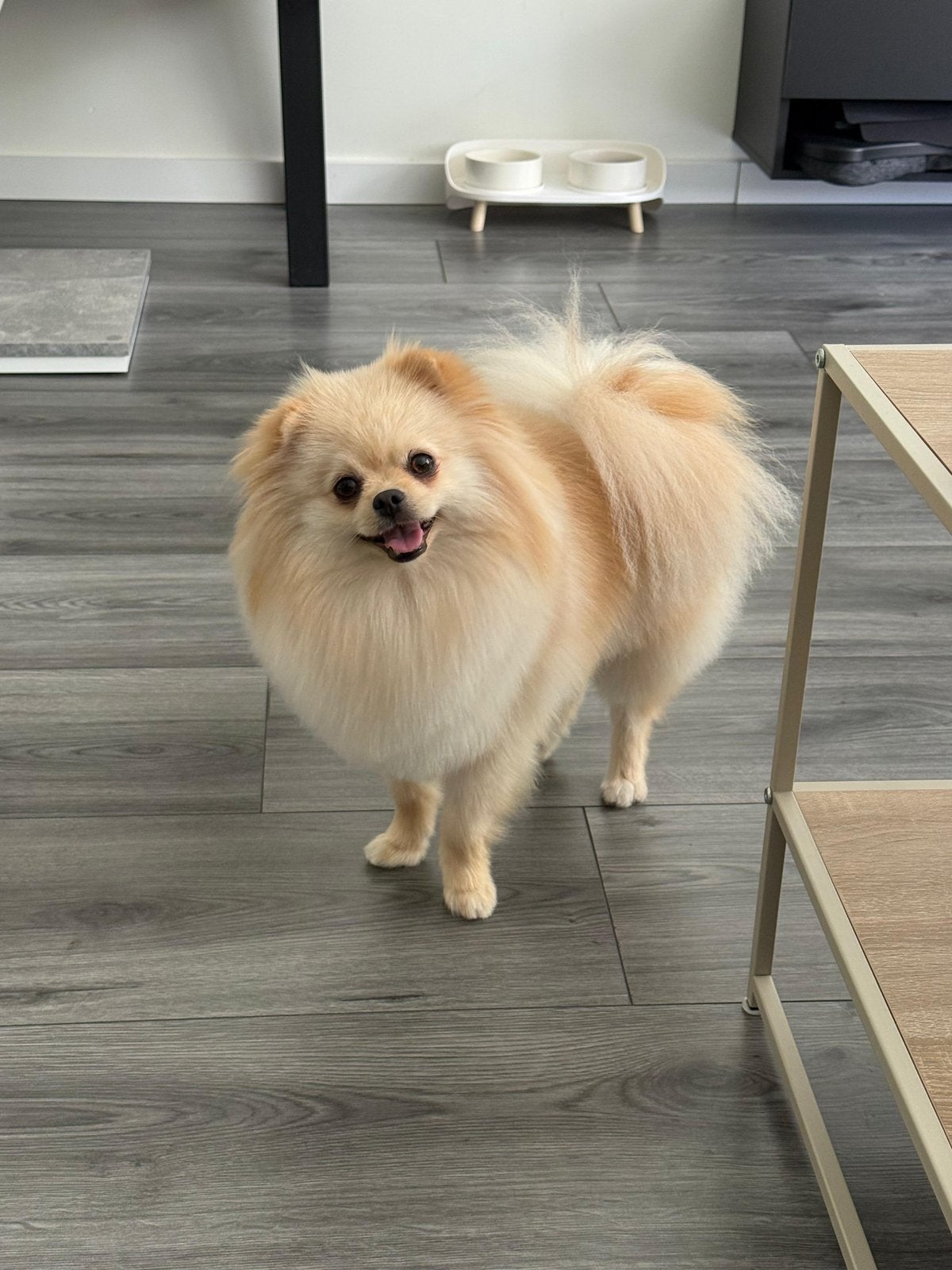 Pomeriaan reu, Dieren en Toebehoren, Honden | Chihuahua's en Gezelschapshonden, Parvo, 1 tot 2 jaar, Eén hond, Nederland