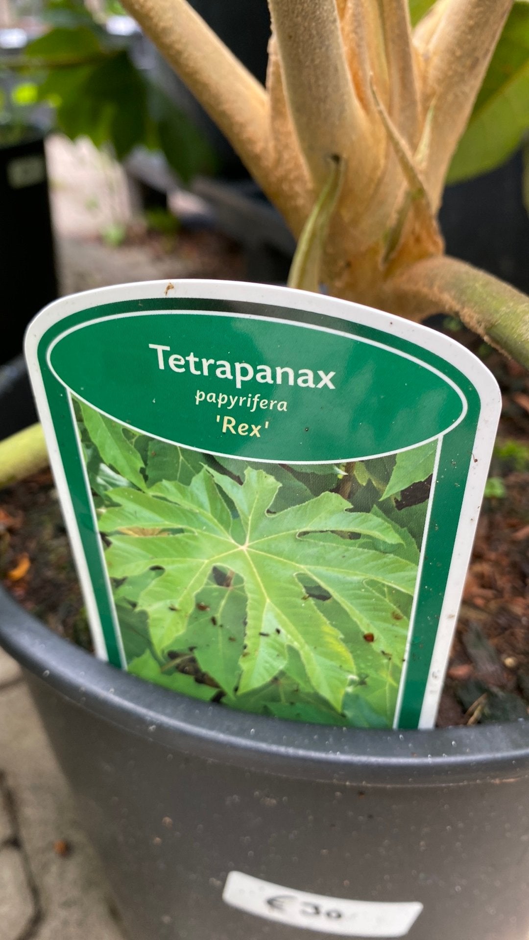 Tetrapanax papyrifera 'Rex' - Indrukwekkende Rijstpapierplan, Tuin en Terras, Vaste plant, Bloeit niet, Halfschaduw, Ophalen