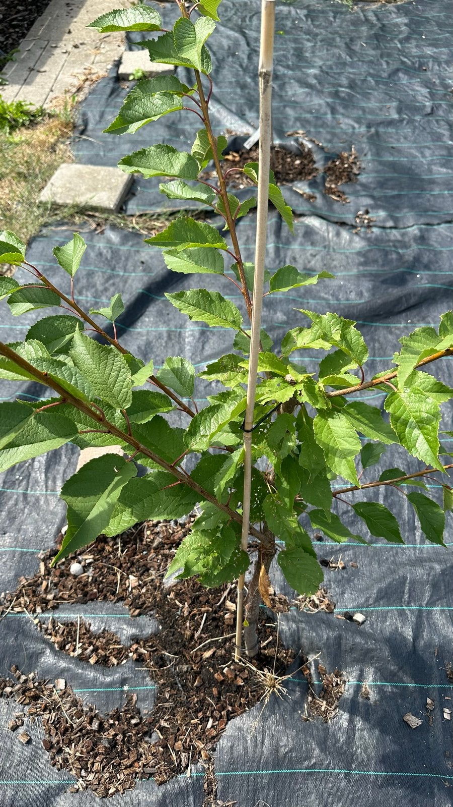 Jonge kersen boom KORDIA, Bloeit niet, Overige soorten, Minder dan 100 cm, Ophalen