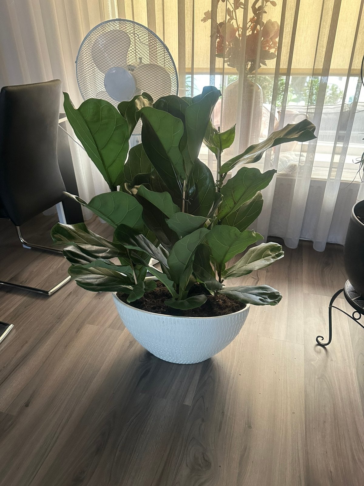Ficus lyrata, Ophalen, Ficus, Halfschaduw, Minder dan 100 cm