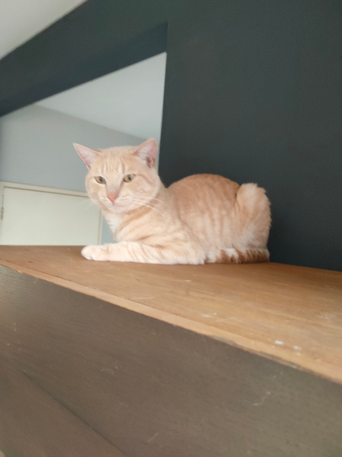 carlo de kater, Kater, Kortharig, 0 tot 2 jaar