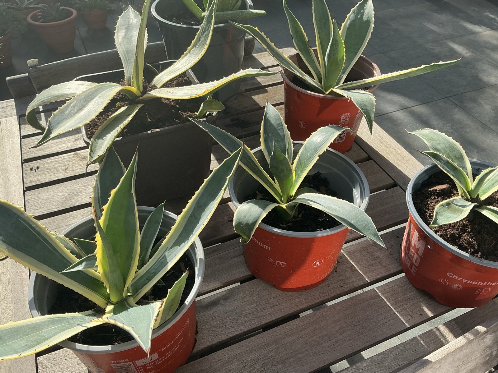 Agave planten - Diverse maten beschikbaar, Volle zon, Vaste plant, Bloeit niet, Ophalen