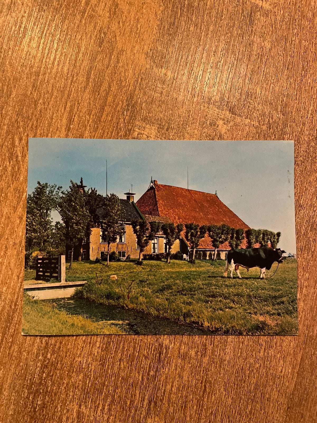 Mooie Friese boerderij met koe - Ansichtkaart, Verzamelen, Ophalen of Verzenden, 1960 tot 1980, Gelopen, Friesland